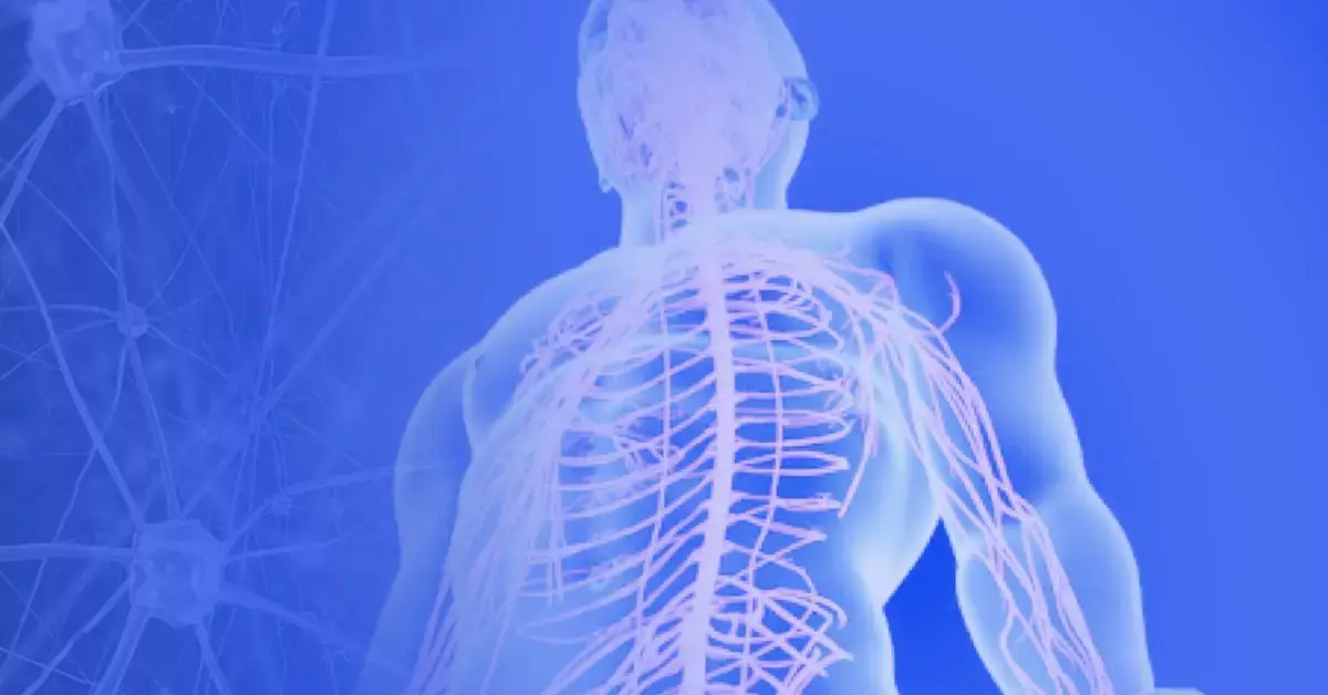 Anatomia Funzionale - Il Sistema Nervoso