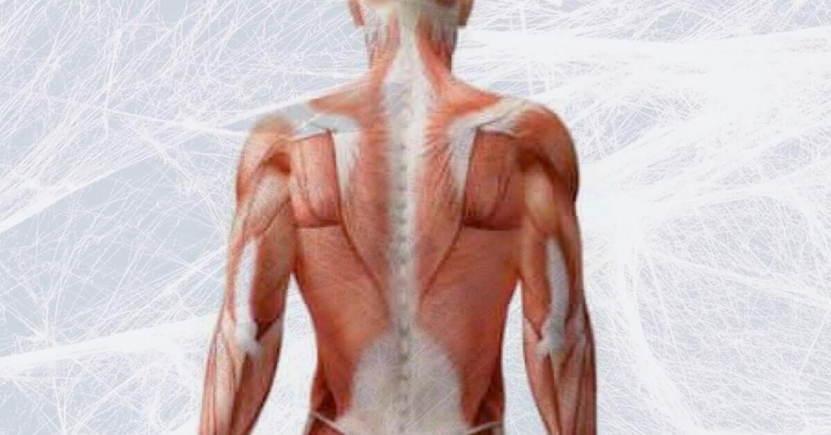 Il sistema fasciale e i suoi meccanismi traumatici