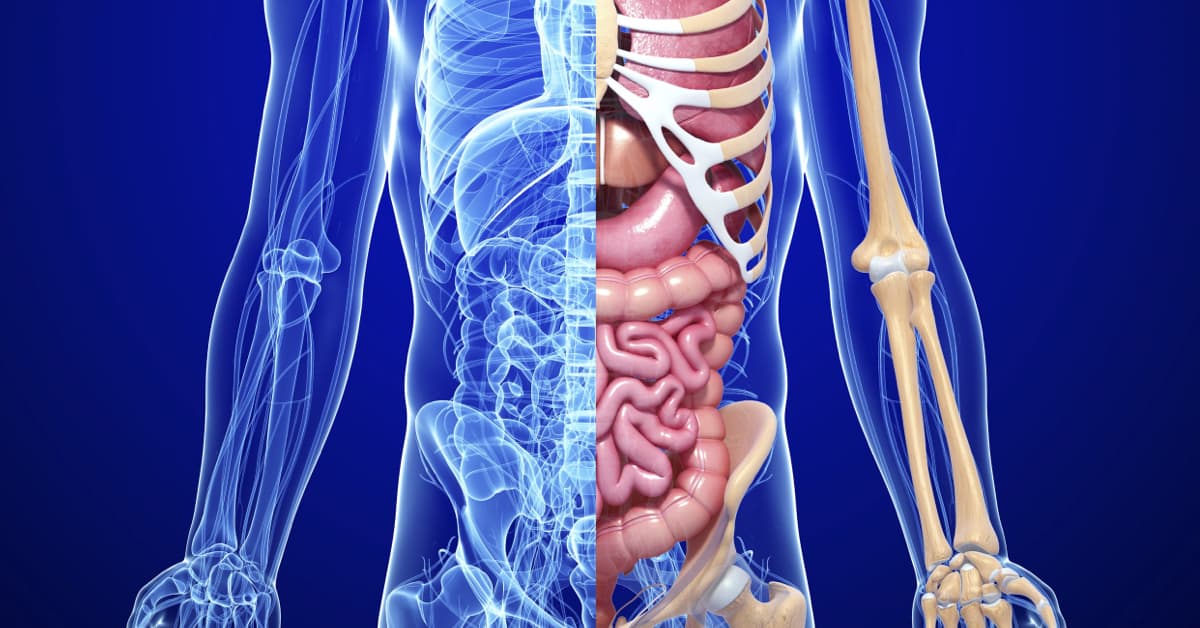 I visceri - Anatomia funzionale di torace, addome, pelvi e perineo