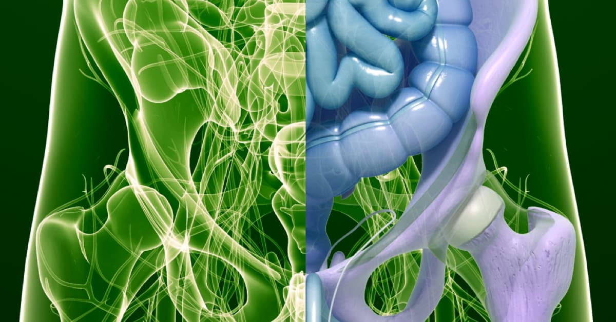 I visceri - Anatomia funzionale di pelvi e perineo