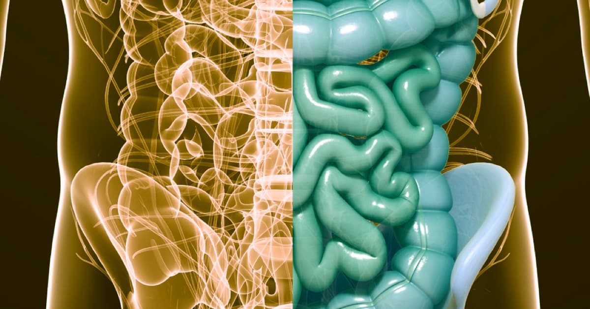 I visceri - Anatomia funzionale dell'addome